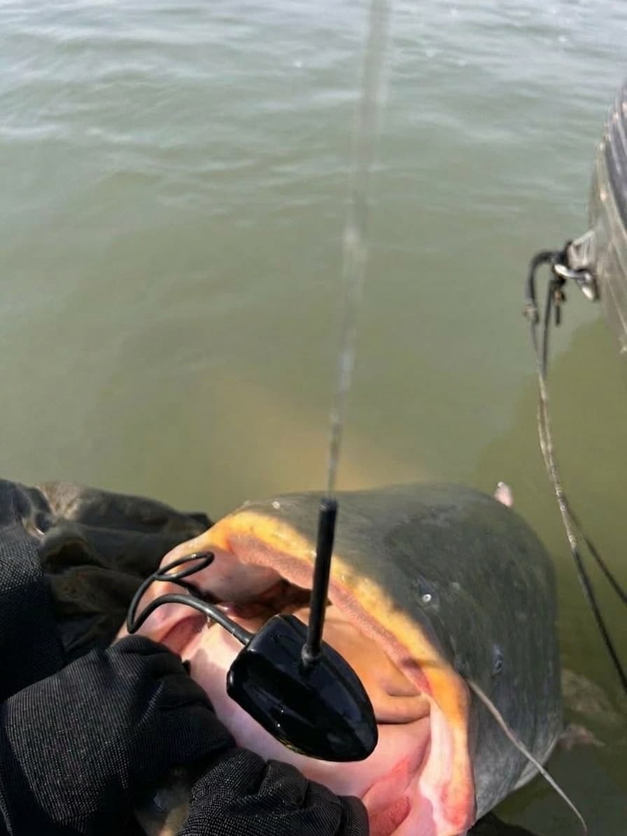 Pelagic Fireball - Bild 3